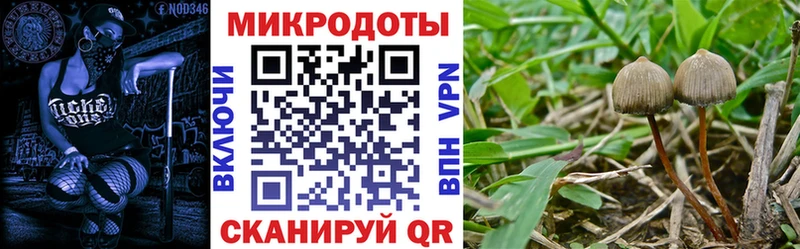 Псилоцибиновые грибы Cubensis  Приморско-Ахтарск 